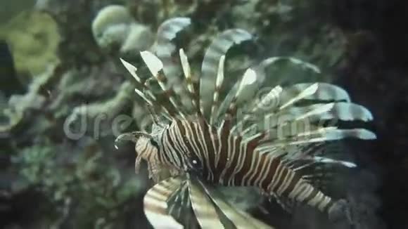 水下珊瑚礁上的狮子鱼视频的预览图