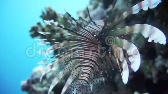 水下珊瑚礁上的狮子鱼视频的预览图
