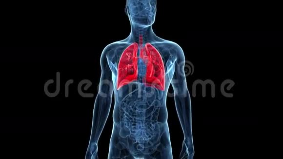 男性肺视频的预览图