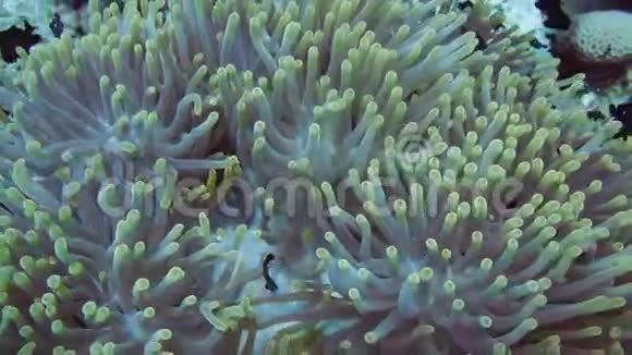 热带珊瑚礁上的小丑鱼和海葵视频的预览图