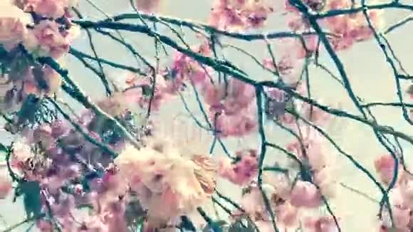 美丽的日本樱花盛开视频的预览图