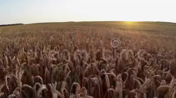 日落时在麦田上方飞行鸟瞰视频的预览图