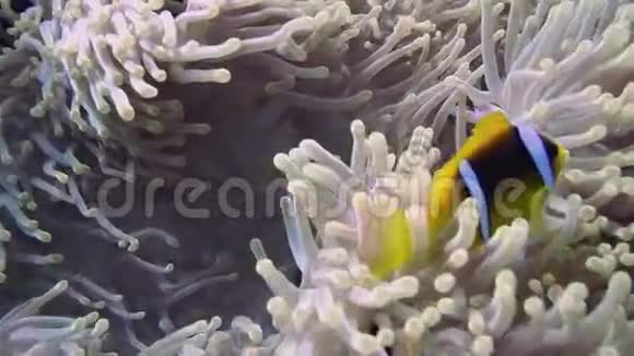 热带珊瑚礁上的小丑鱼和海葵视频的预览图