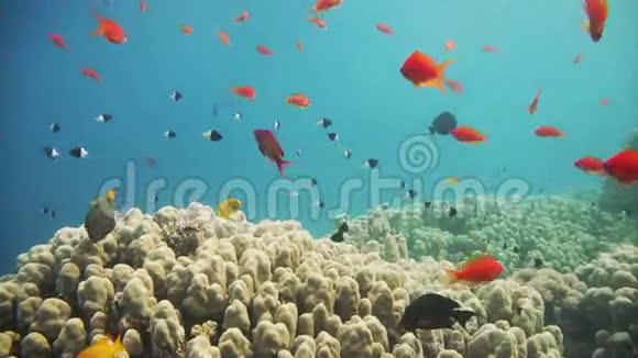 红海热带鱼类的珊瑚礁景象视频的预览图