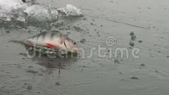 冬天河冰上的鱼视频的预览图