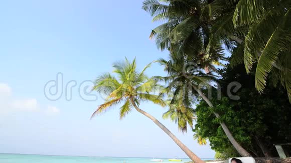 热带白色沙滩棕榈树视频的预览图
