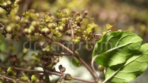 草植物接近视频的预览图