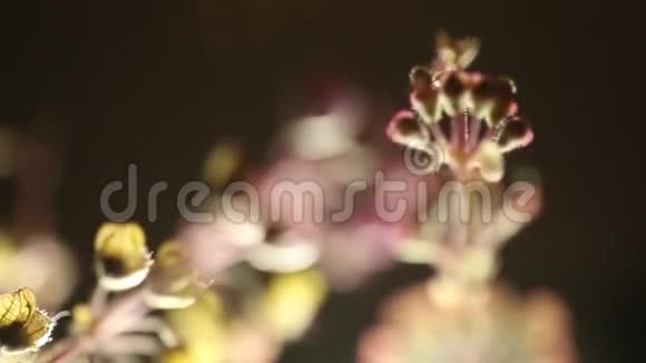 草植物接近视频的预览图