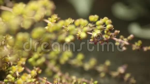 草植物接近视频的预览图