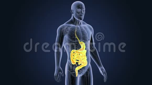 胃和肠的解剖视频的预览图