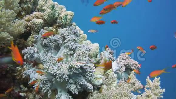 五颜六色的水下珊瑚礁与珊瑚和海绵视频的预览图