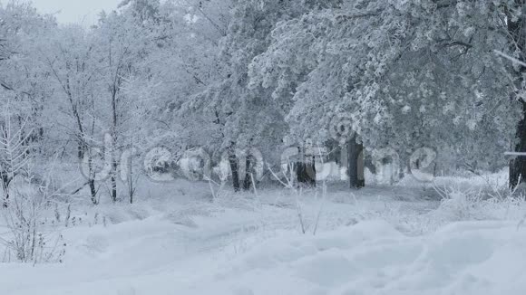 美丽的树林雪的自然冬天视频的预览图
