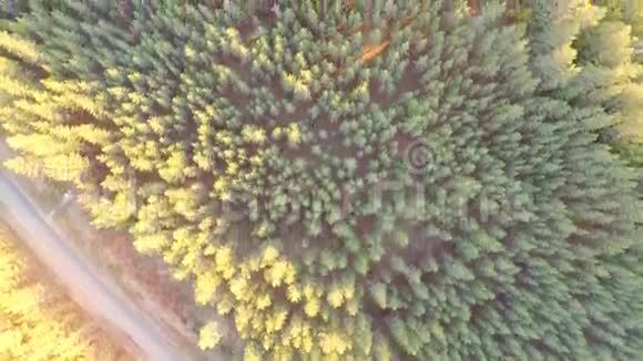 飞过树林日落空中镜头视频的预览图