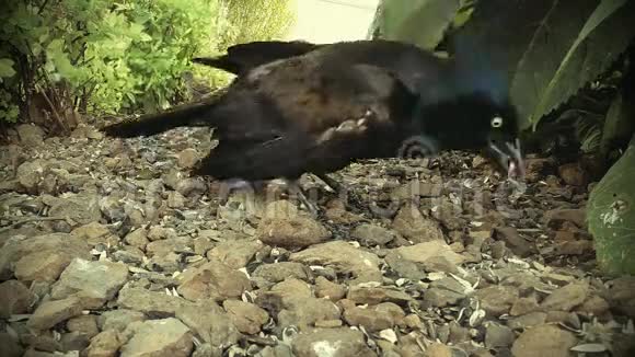黑鸟在地上吃种子视频的预览图