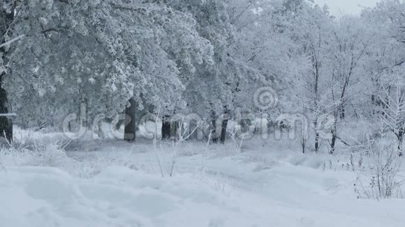美丽的森林树木大自然在雪冬的圣诞节视频的预览图