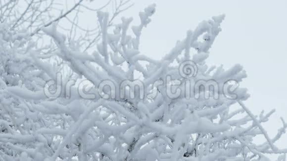 冰封的草地寒冷的冬天自然的雪景美丽的视频的预览图
