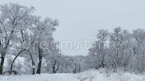 森林美丽的树木雪冬天的大自然圣诞节视频的预览图