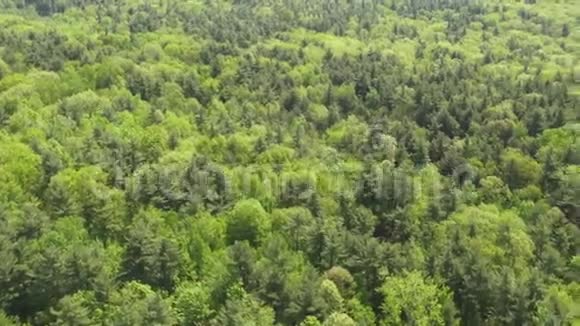 森林森林树木叶面自然自然视频的预览图