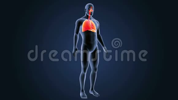 人的心脏和肺与身体视频的预览图