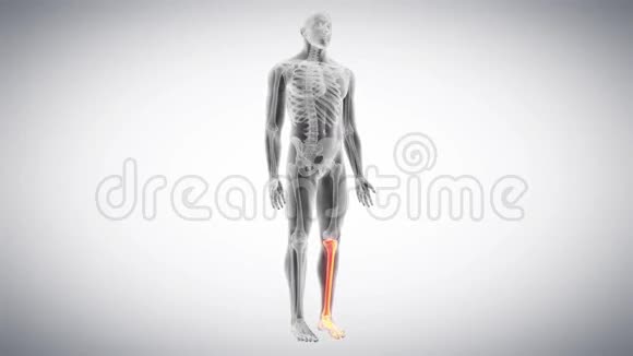 骨骼腿和脚视频的预览图
