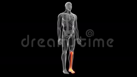 骨骼腿和脚视频的预览图