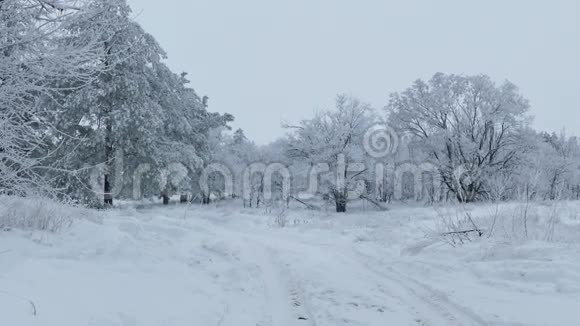 大自然美丽的森林树木在雪冬的圣诞节视频的预览图