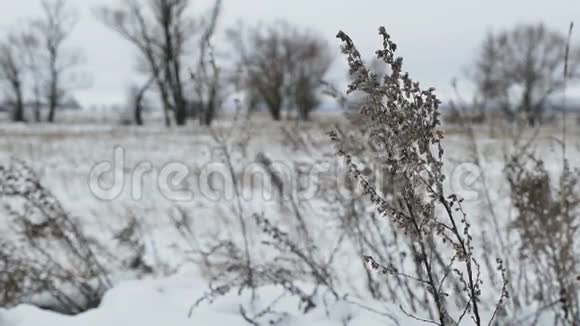 雪田旱草冬季自然景观视频的预览图
