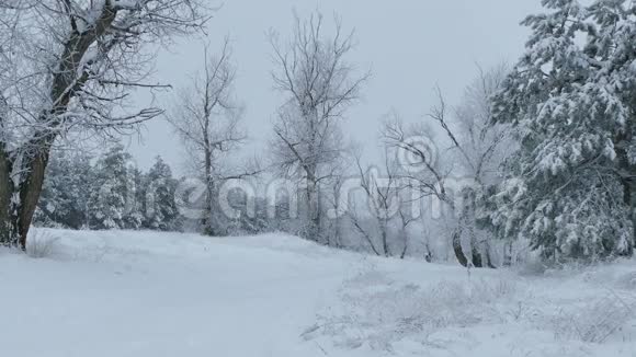 美丽的树林雪冬天的大自然圣诞节视频的预览图
