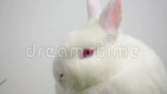 白色背景上的白色兔子视频的预览图