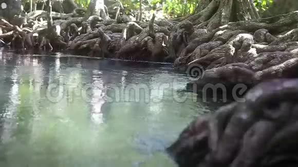 清水在红树根之间流动视频的预览图