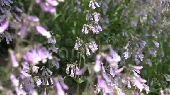 花开花植物自然视频的预览图