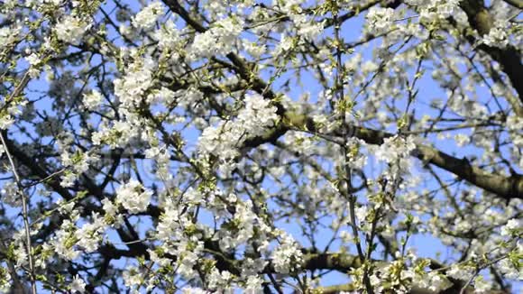 德国春天的樱花视频的预览图
