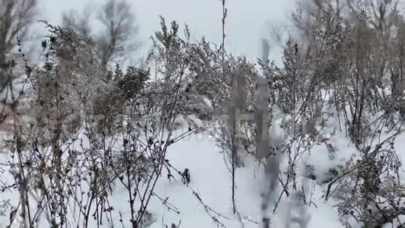 冬季的干草雪自然景观视频的预览图