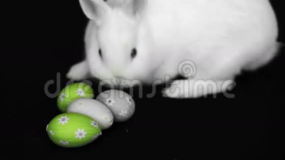 在复活节彩蛋旁边的毛茸茸的白兔视频的预览图