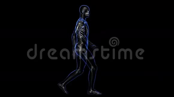 解剖皮肤和骨骼视频的预览图