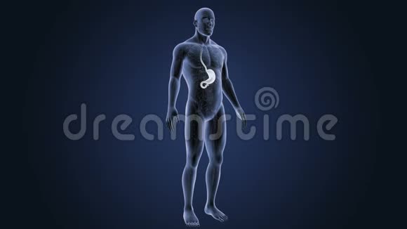 胃与循环系统视频的预览图