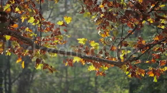 树枝上五颜六色的红黄叶视频的预览图