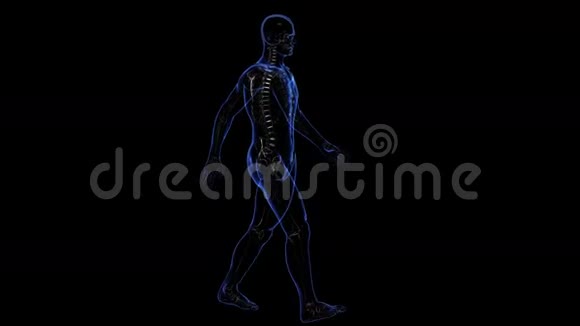 解剖皮肤和骨骼视频的预览图