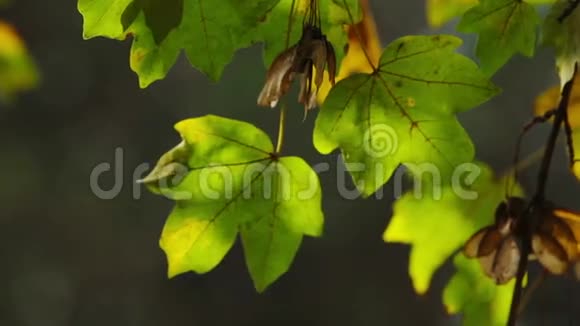 树枝上绿黄相间的叶子视频的预览图