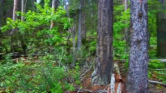 森林景观冰川国家公园视频的预览图