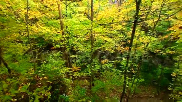 伊利诺伊州秋林风景视频的预览图