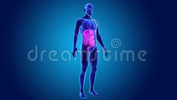 有器官的消化系统视频的预览图