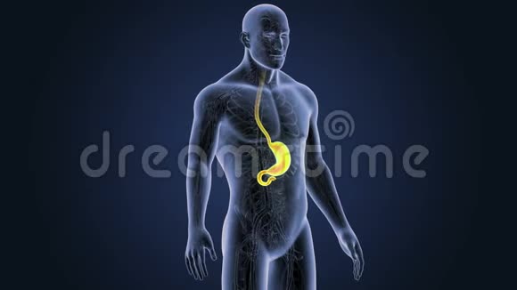 胃与循环系统视频的预览图