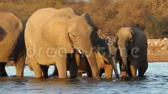 非洲大象喝水视频的预览图
