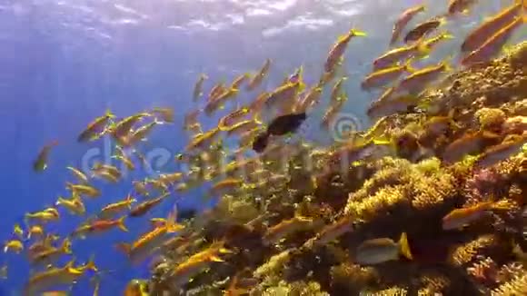 珊瑚礁黄鱼的浅滩视频的预览图
