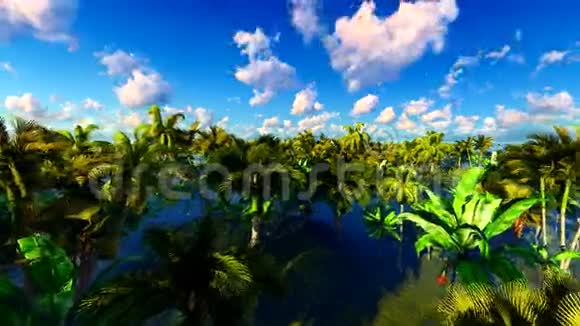 热带丛林视频的预览图