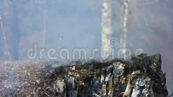 一场又一场的森林大火吸烟燃烧的树视频的预览图