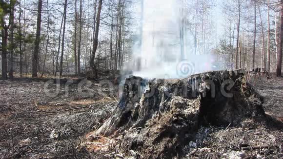 一场又一场的森林大火吸烟燃烧的树视频的预览图