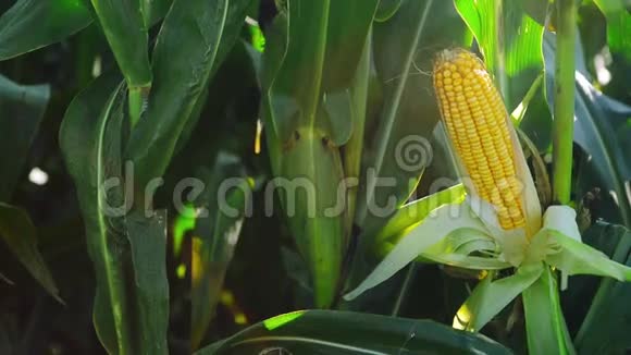 收获季节前栽培农业田间的玉米芯视频的预览图