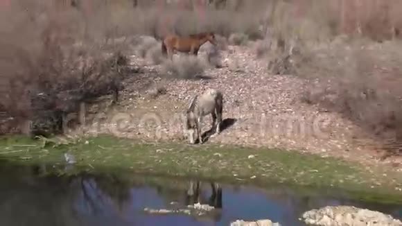 亚利桑那州盐河沿岸的野马视频的预览图